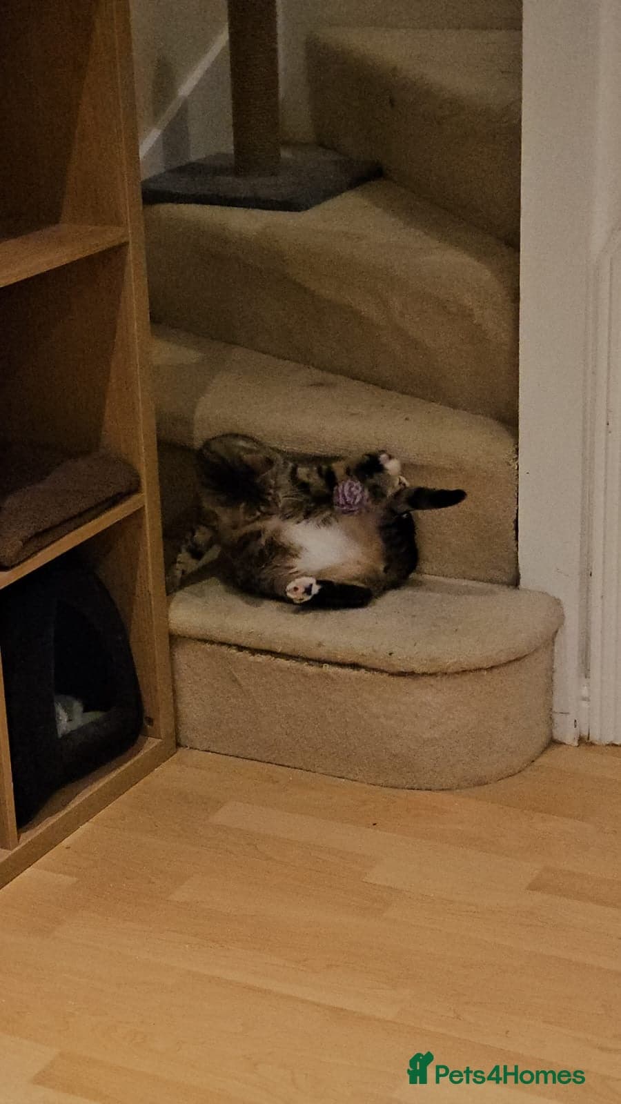 yr old Rescue Cat photo 11