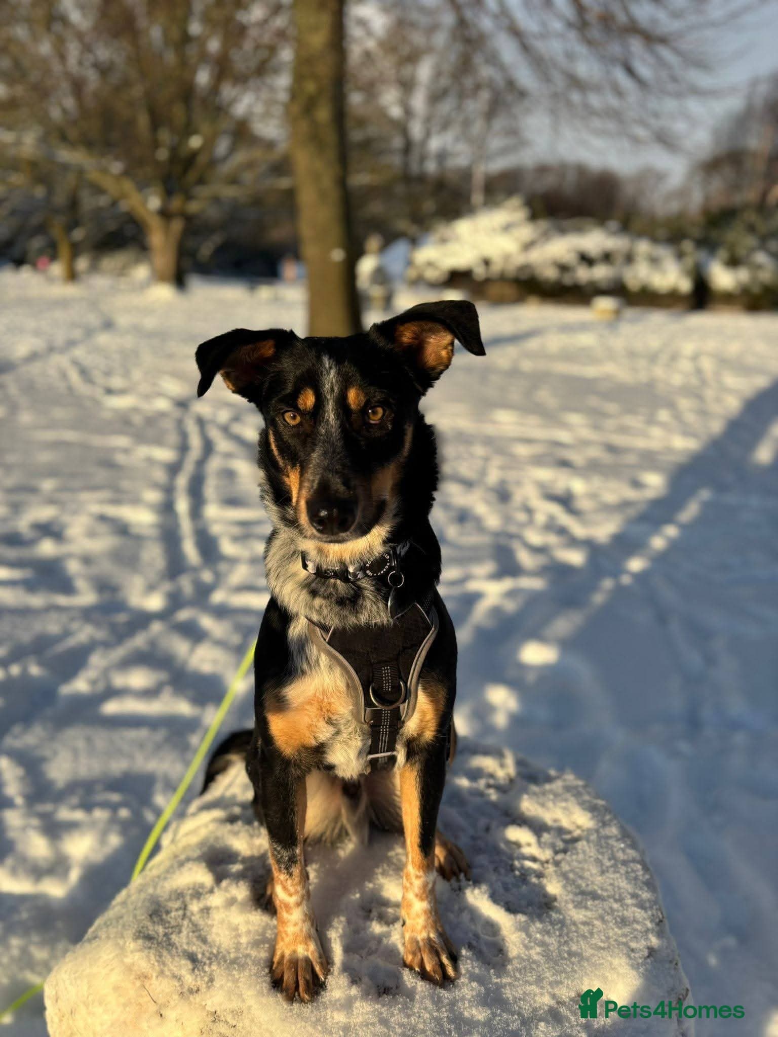 Meet Dave, currently residing in Aberdeen photo 12