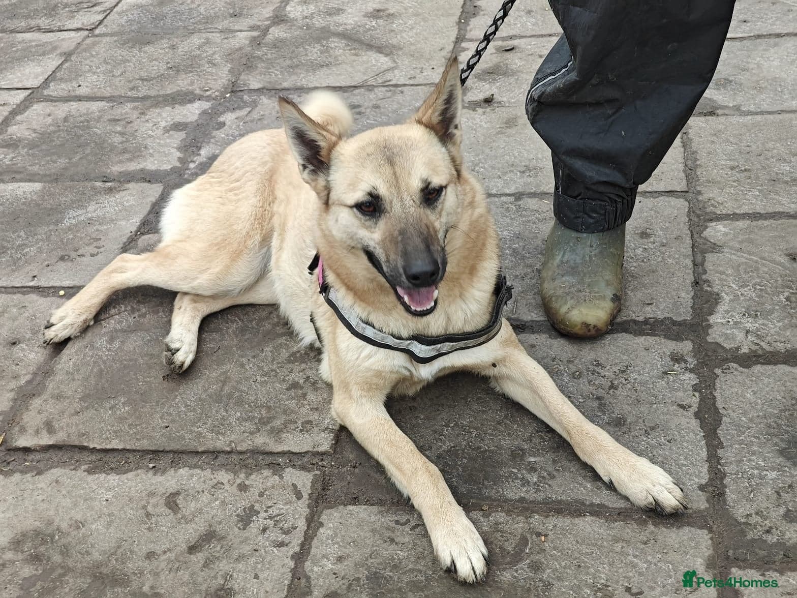 ️🐶 stacy photo 21