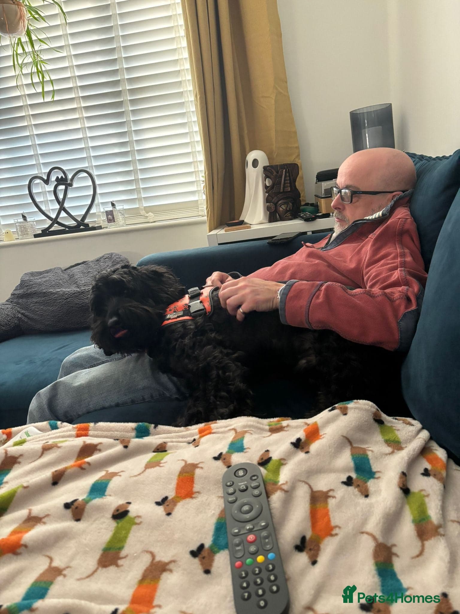 FOSTER or ADOPT💙JACK💙- 4.5-year-old Cockapoo boy photo 10