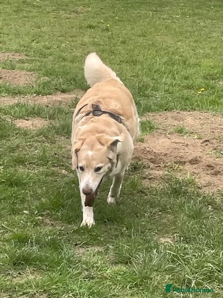 Meet Honey, currently residing in Guilford photo 3