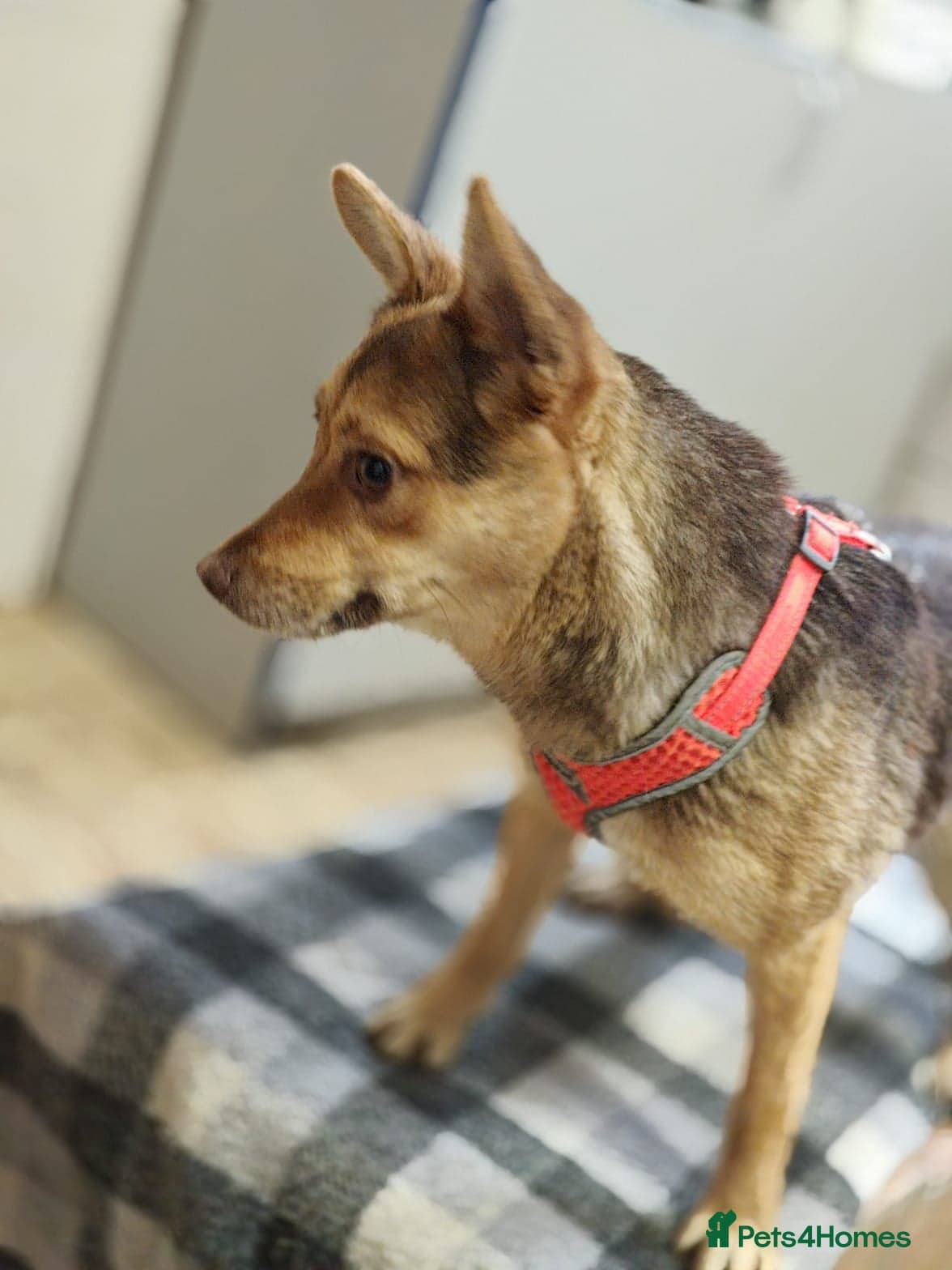 ️🐶 rudya photo 18