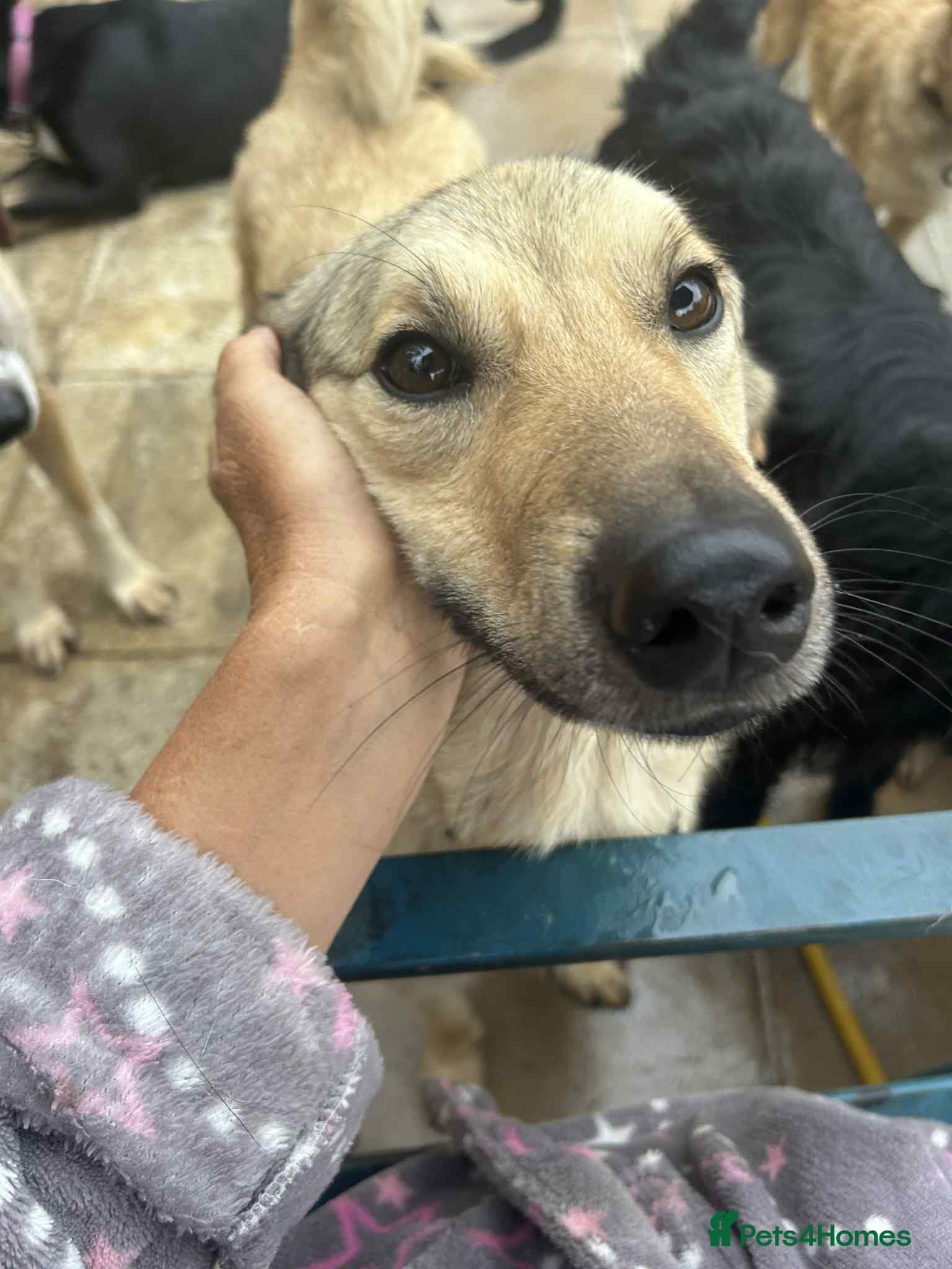 Pettern - Norwich Norfolk photo 3