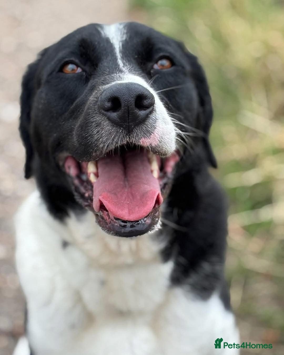 Caleb - our gentle giant💙 photo 2