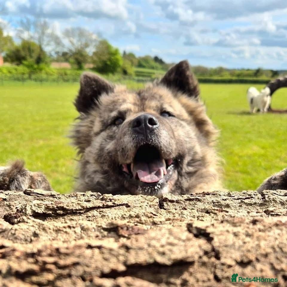 Luna Chow 💜 photo 12