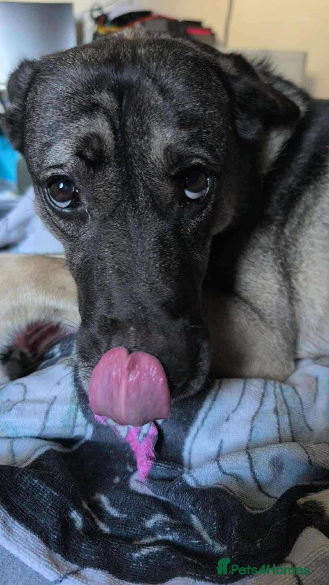 Meet Fagan, currently residing in Durham photo 9