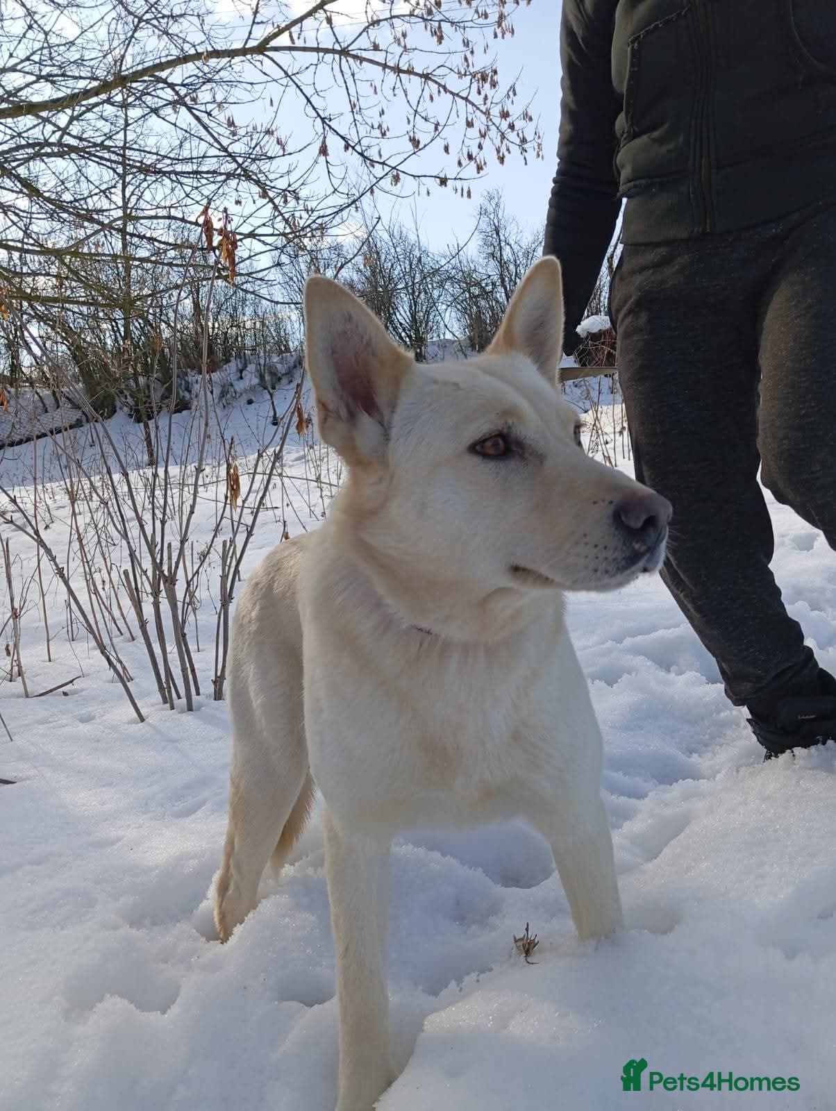 ️🐶 milady photo 11