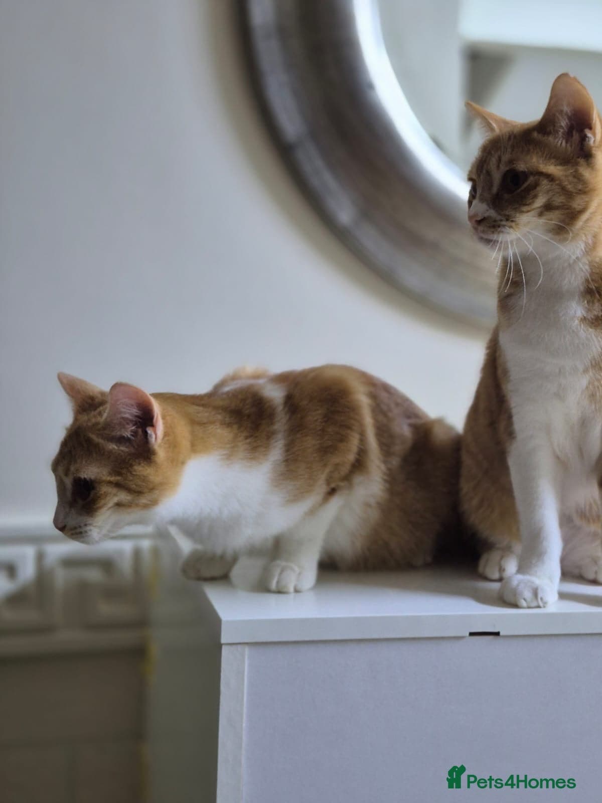 Marigold & Sunflower — Domestic Shorthair