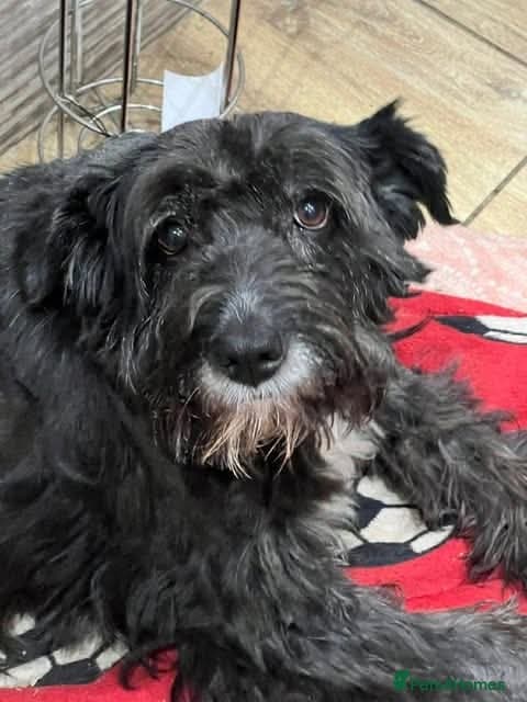 Meet Livi, currently residing in Cheshire photo 10