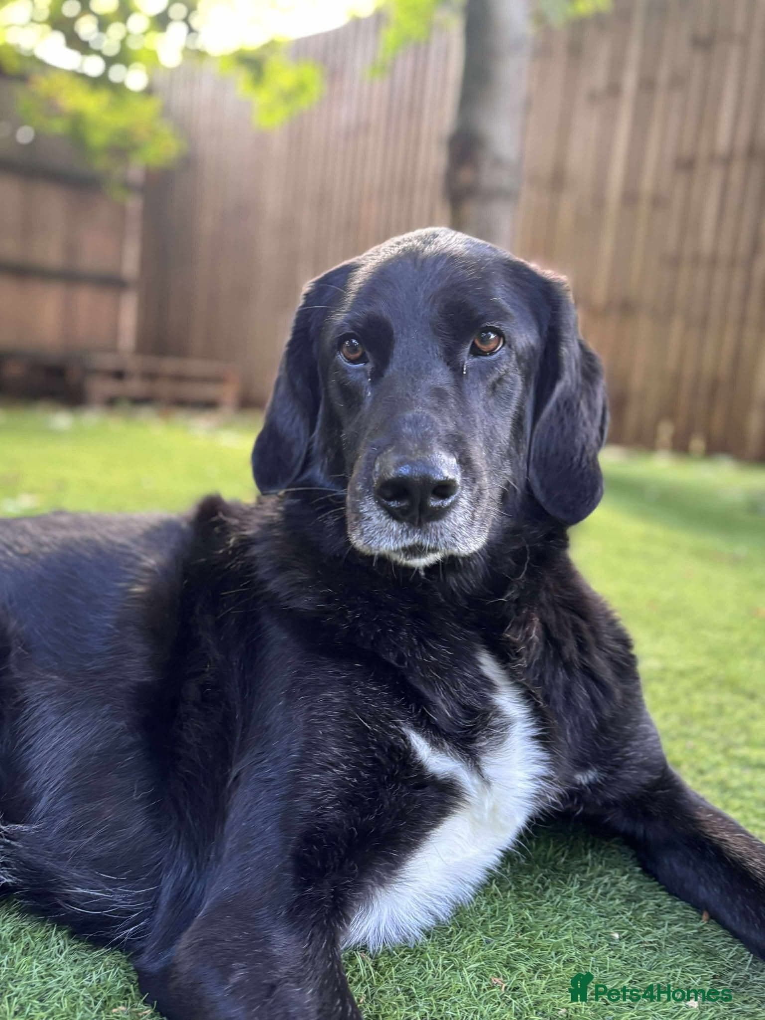 Miss Roo — Mixed Breed