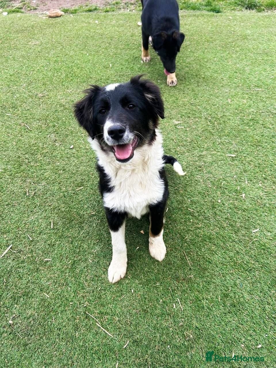 Corbett — Mixed Breed