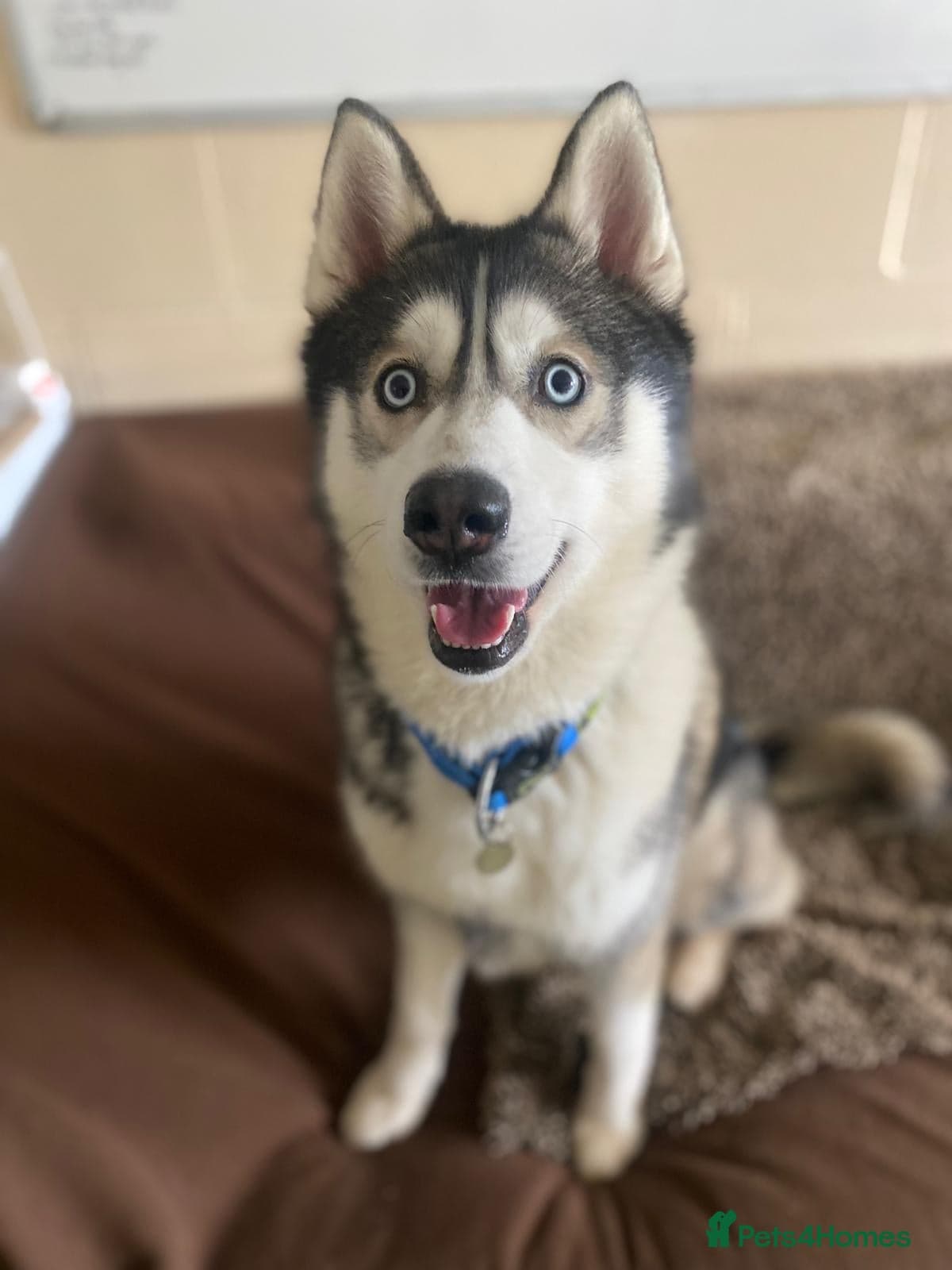 Igloo — Siberian Husky