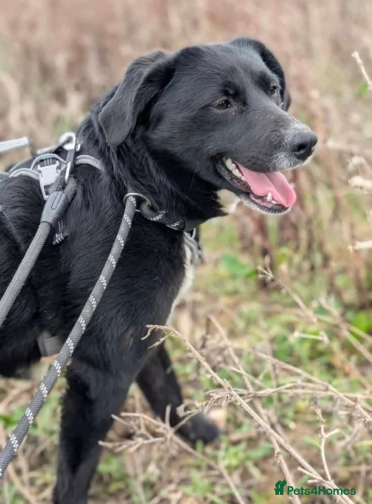 Meet Peaches, currently residing in Essex photo 6