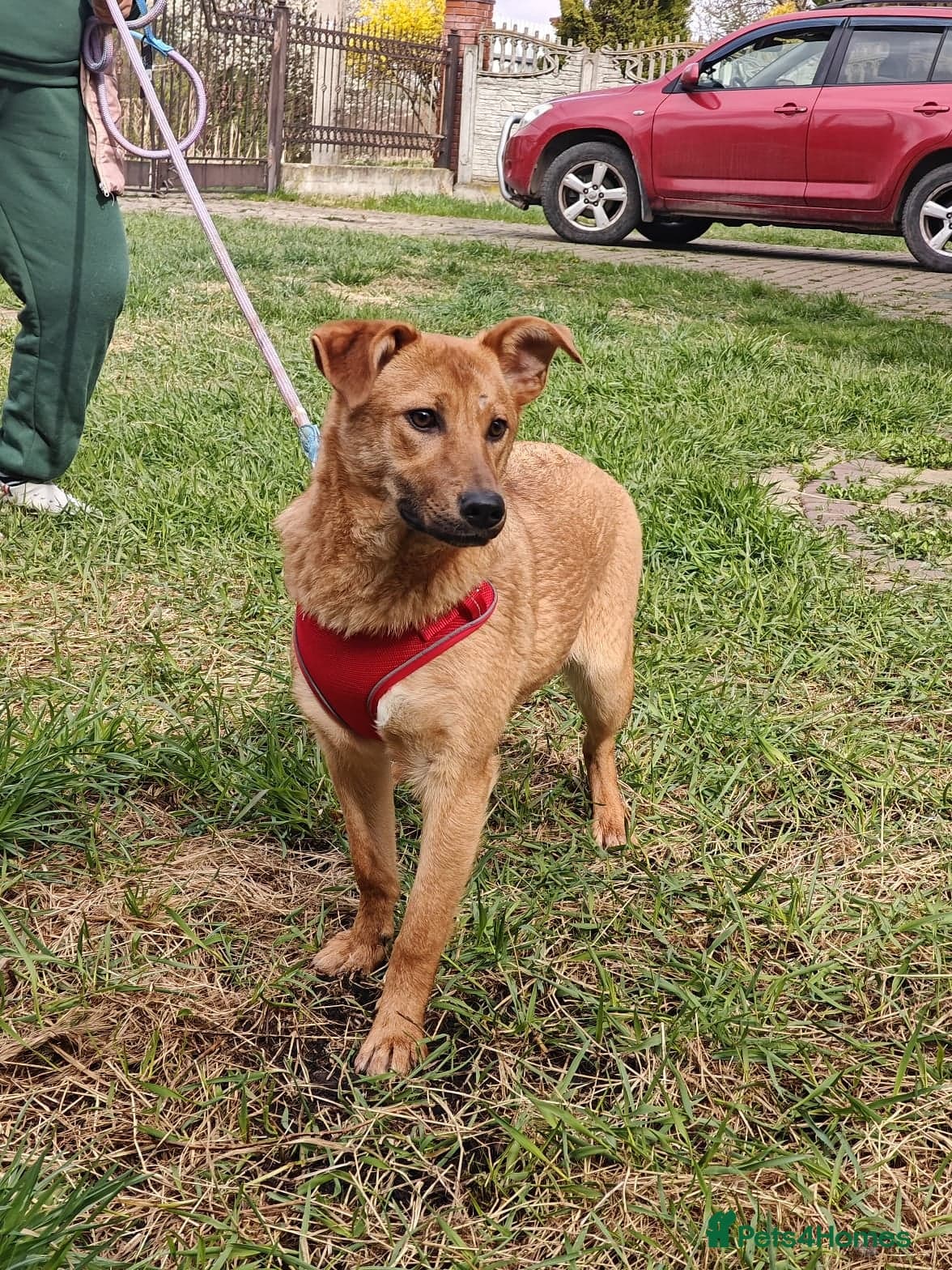 ️🐶 yara photo 14