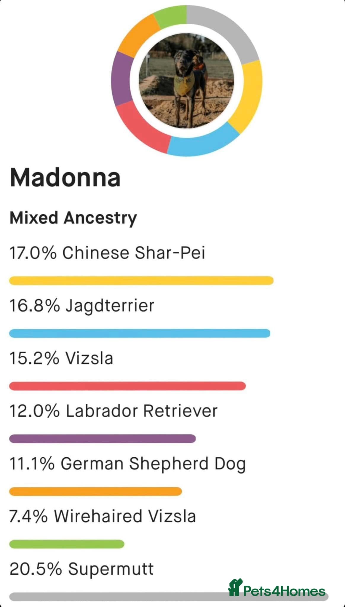 Madonna 18 month old female — Mixed Breed