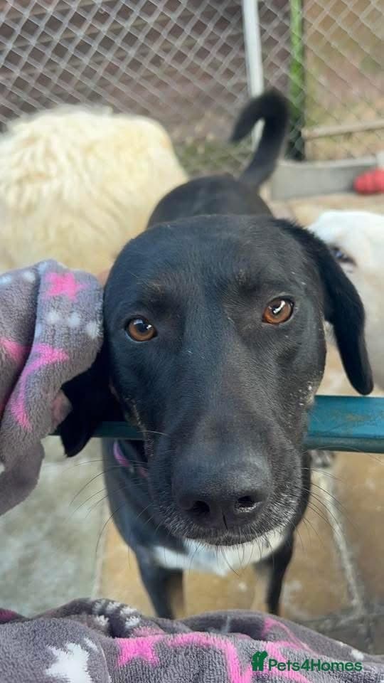 Whiskey. Norwich Norfolk photo 6