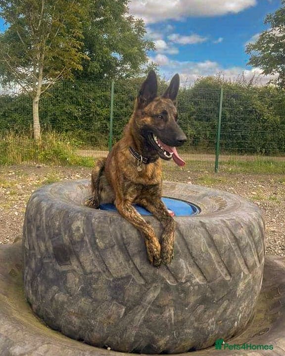 Beautiful buzz photo 4