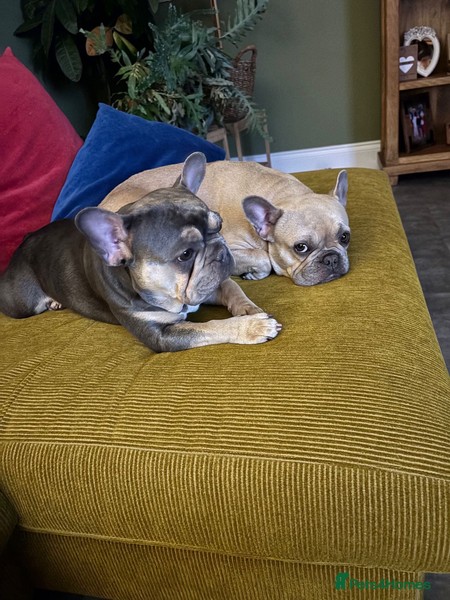 Female French bulldog photo 4