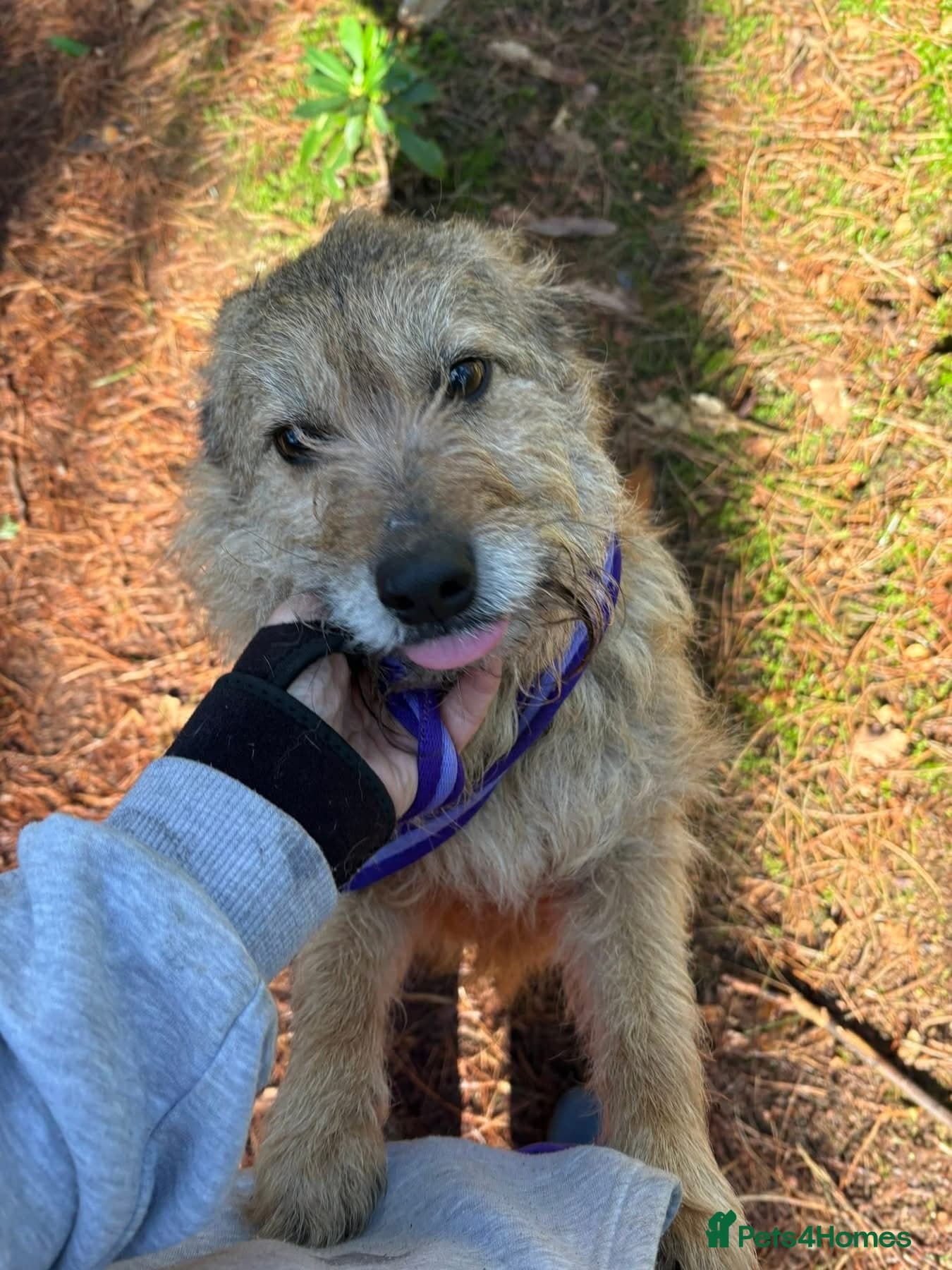 Jack - Watton Norfolk photo 3