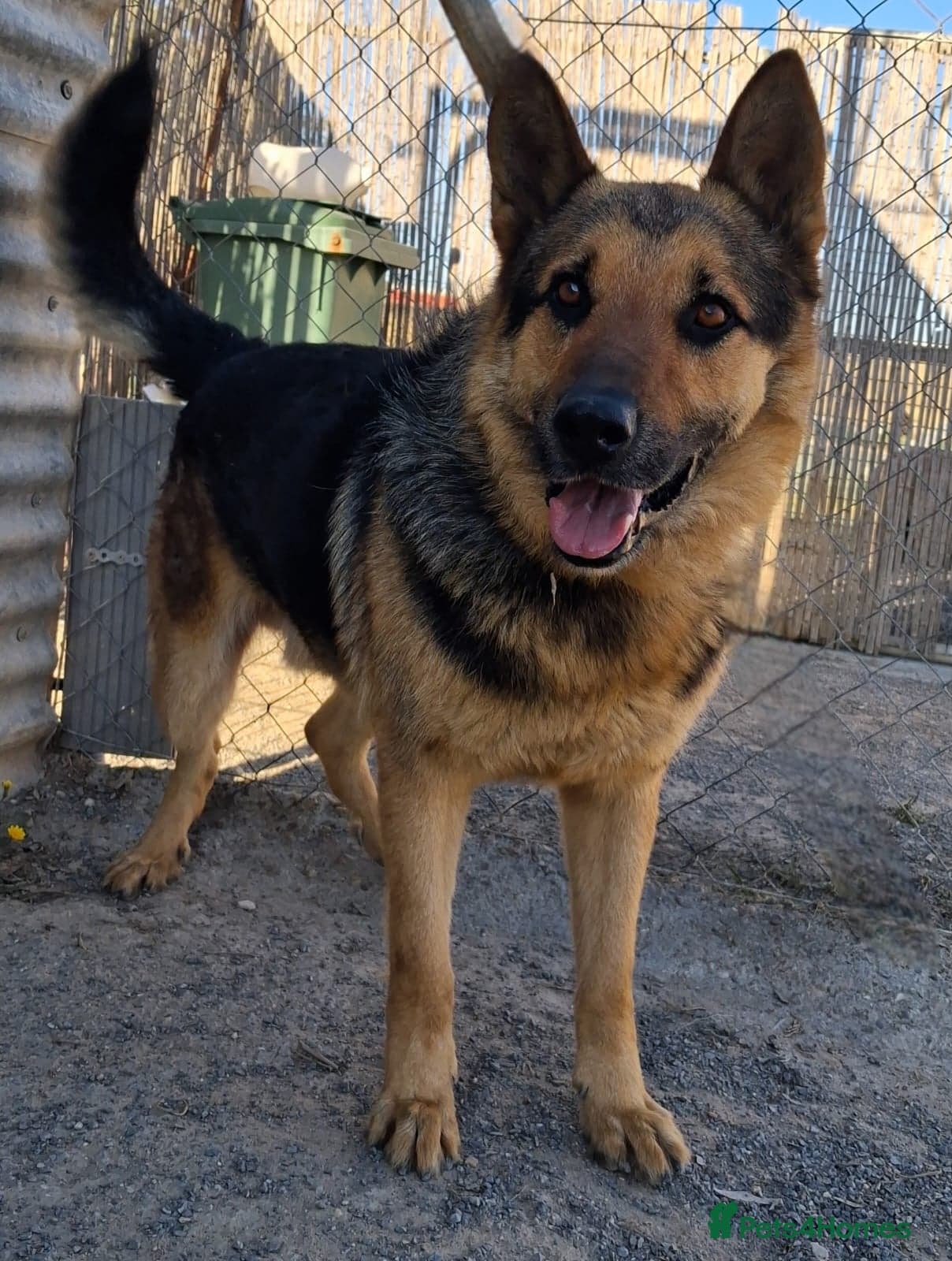 ️URGENT‼️🚨 Bandit 💙🐾 photo 14