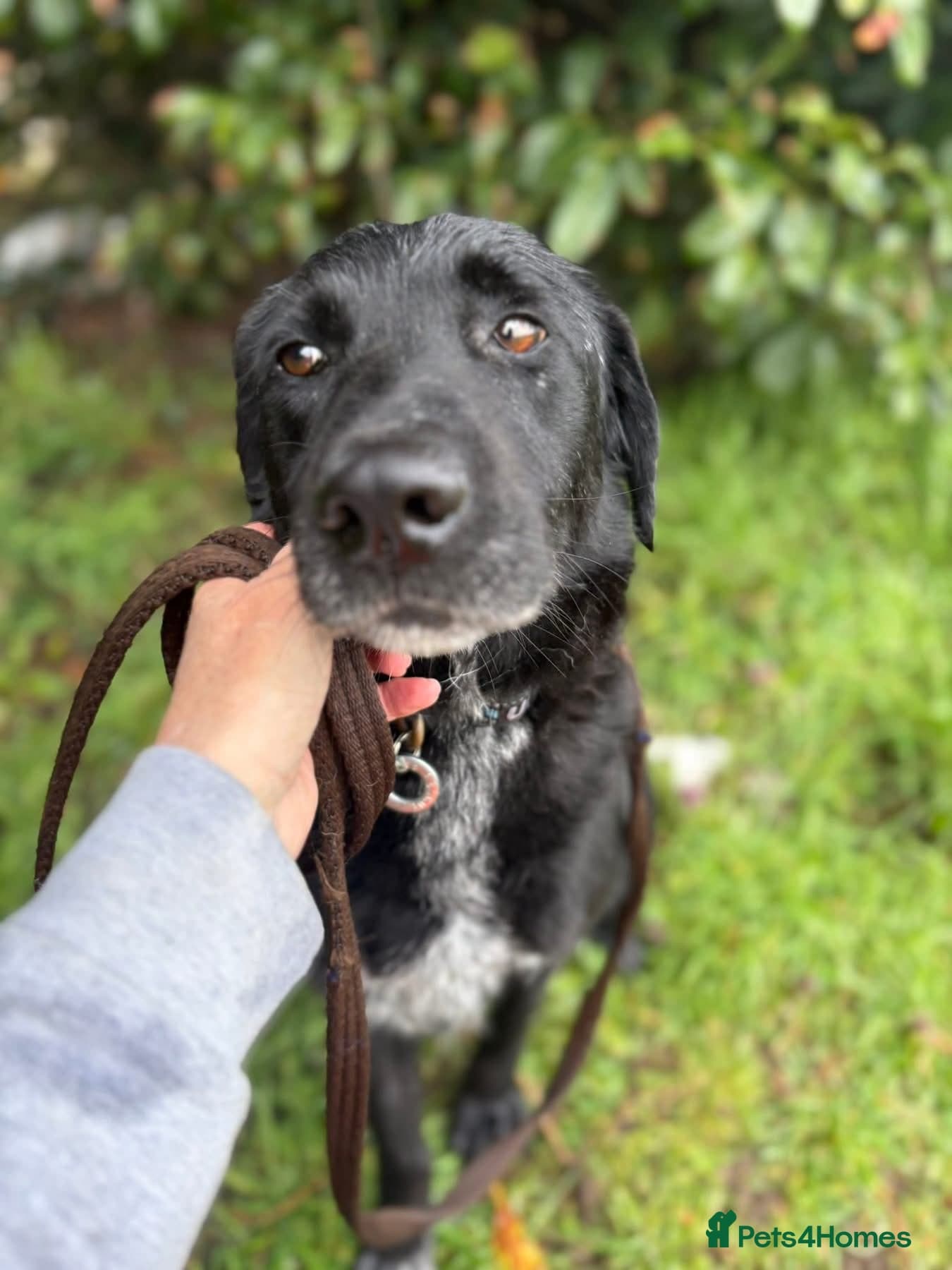 Merlin - Norwich Norfolk photo 5