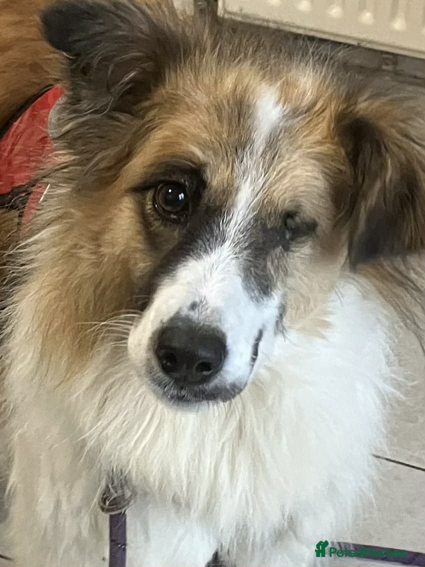 Jessie ❤️ — Mixed Breed