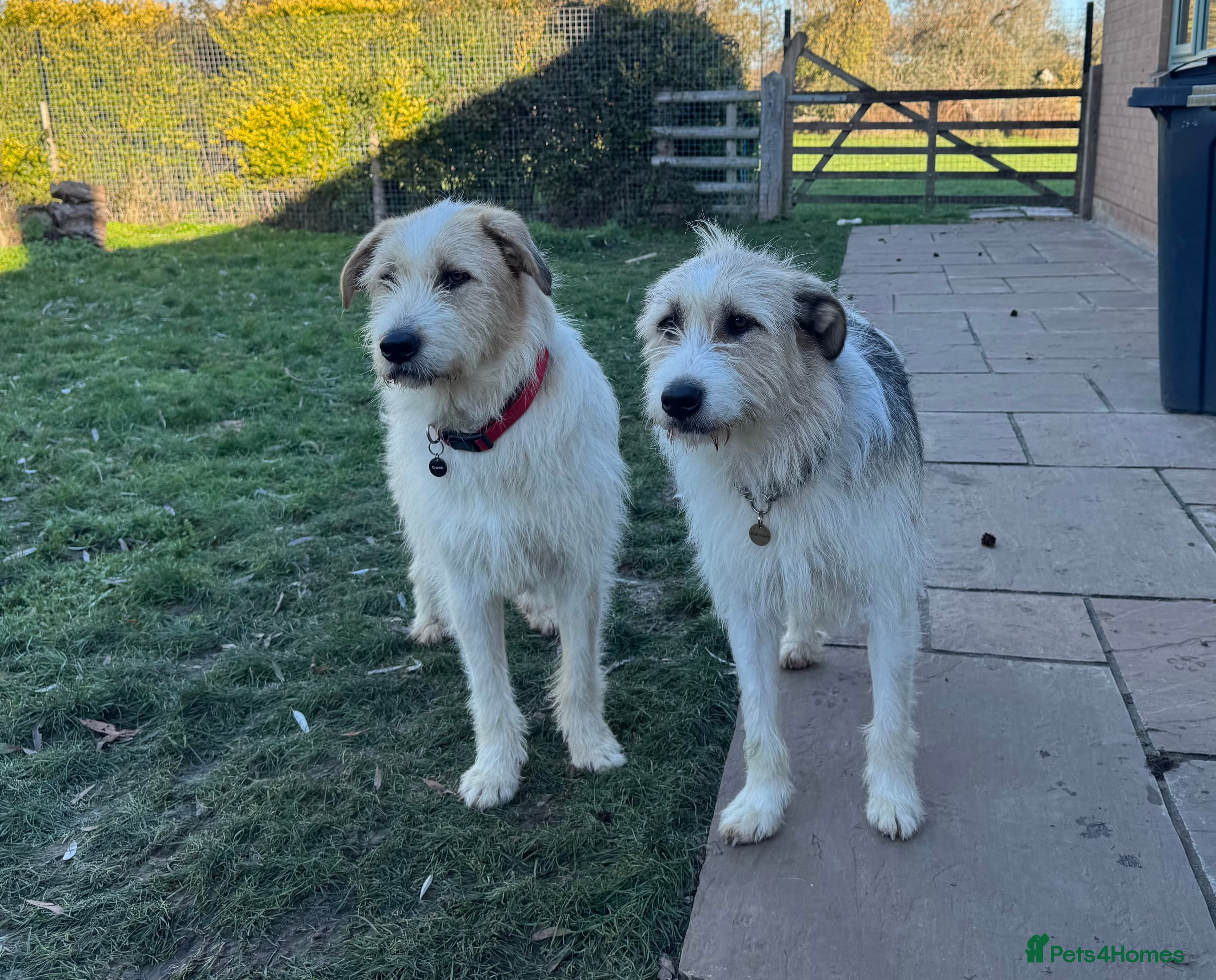 Hershey & Harley 💙 still Waiting photo 10