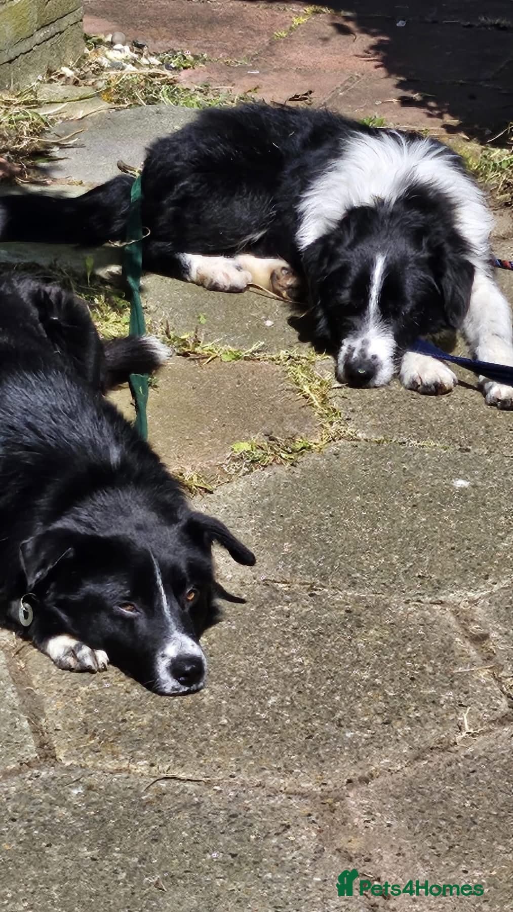 Arthur - Long stratton — Mixed Breed