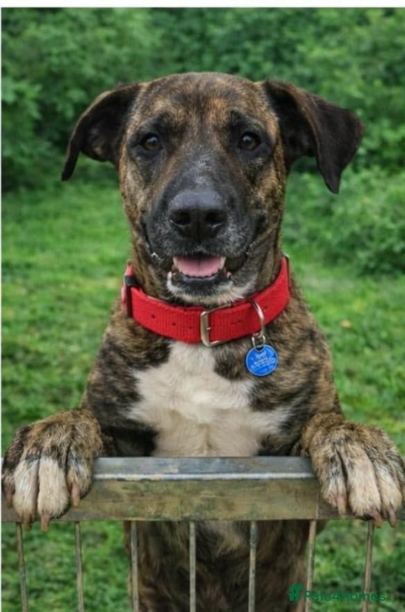 ️🚨URGENT🚨‼️ ALMA🩷🐾 Around 5 years photo 4