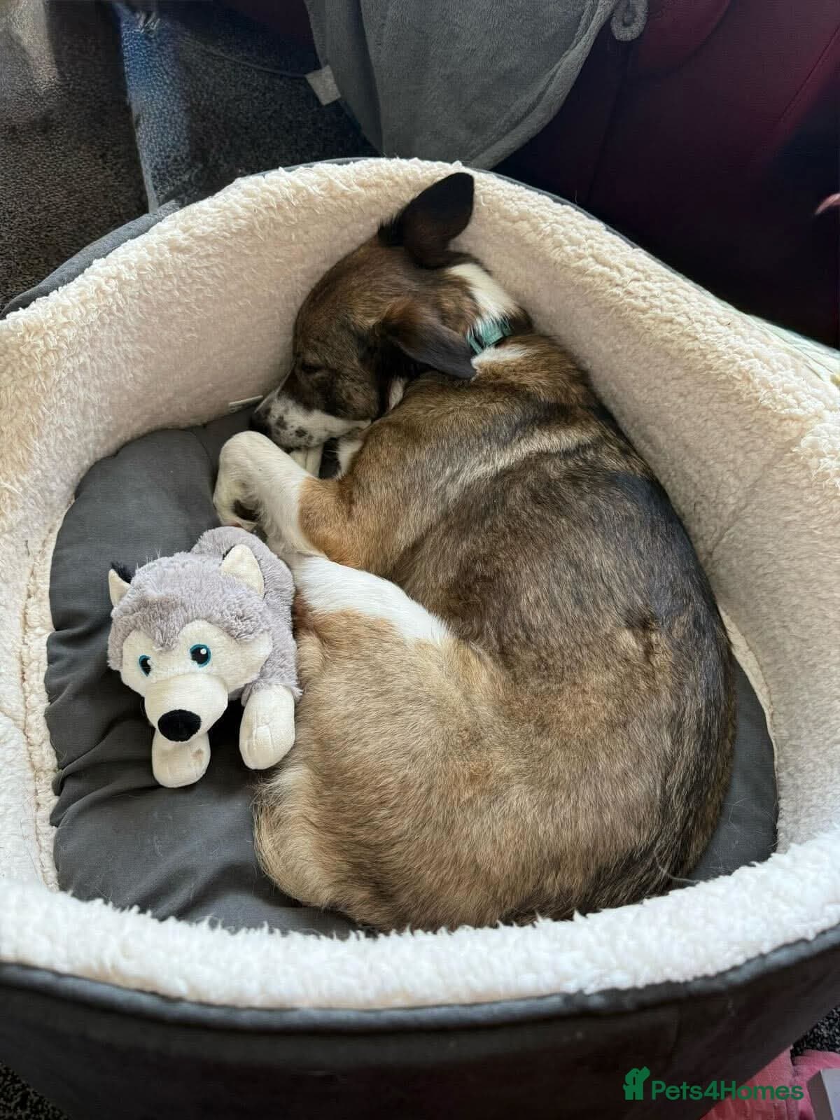 Meet Bella, currently residing in Merseyside photo 6