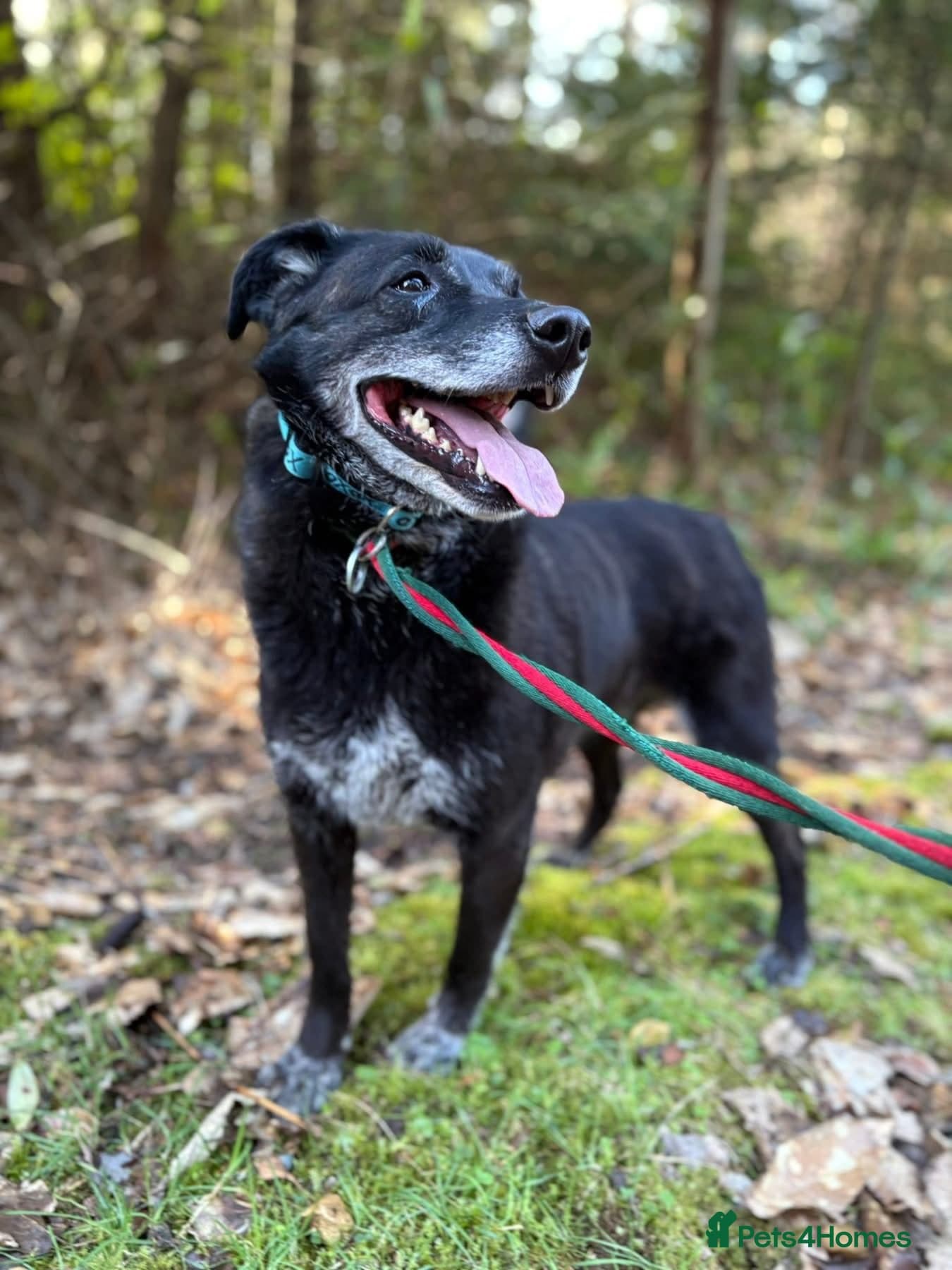 Aramis - Norwich Norfolk photo 4