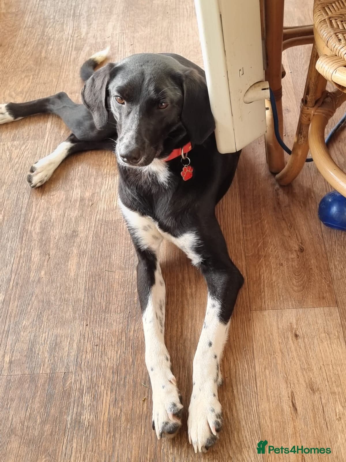 Nora for adoption in cornwall/devon photo 9