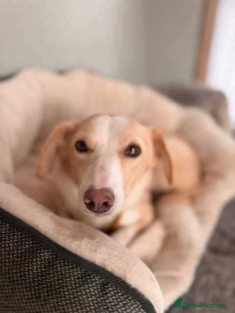 Meet Raquel, currently residing in Burnley — Mixed Breed