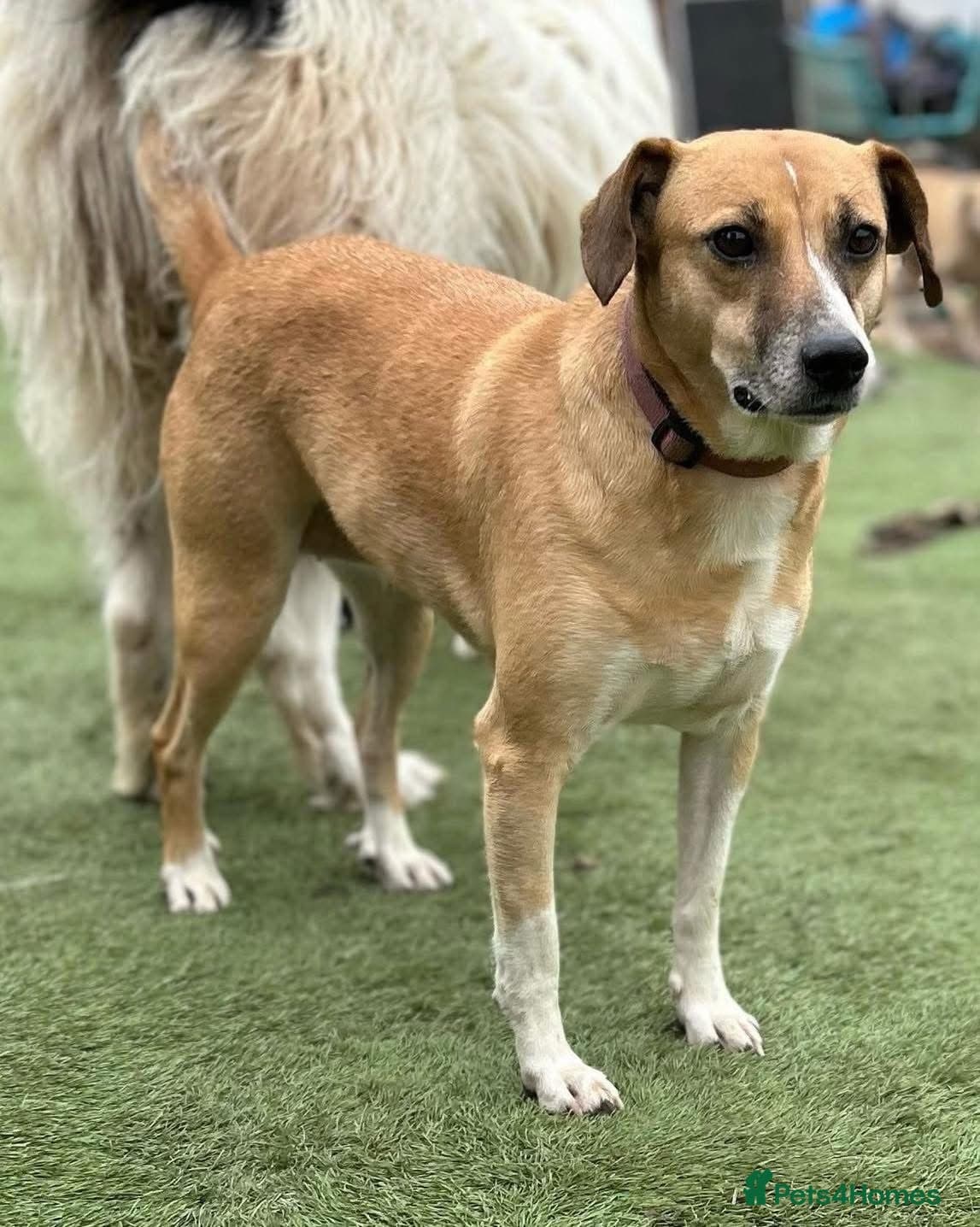 Shandy, a real sweetheart 🧡 photo 9