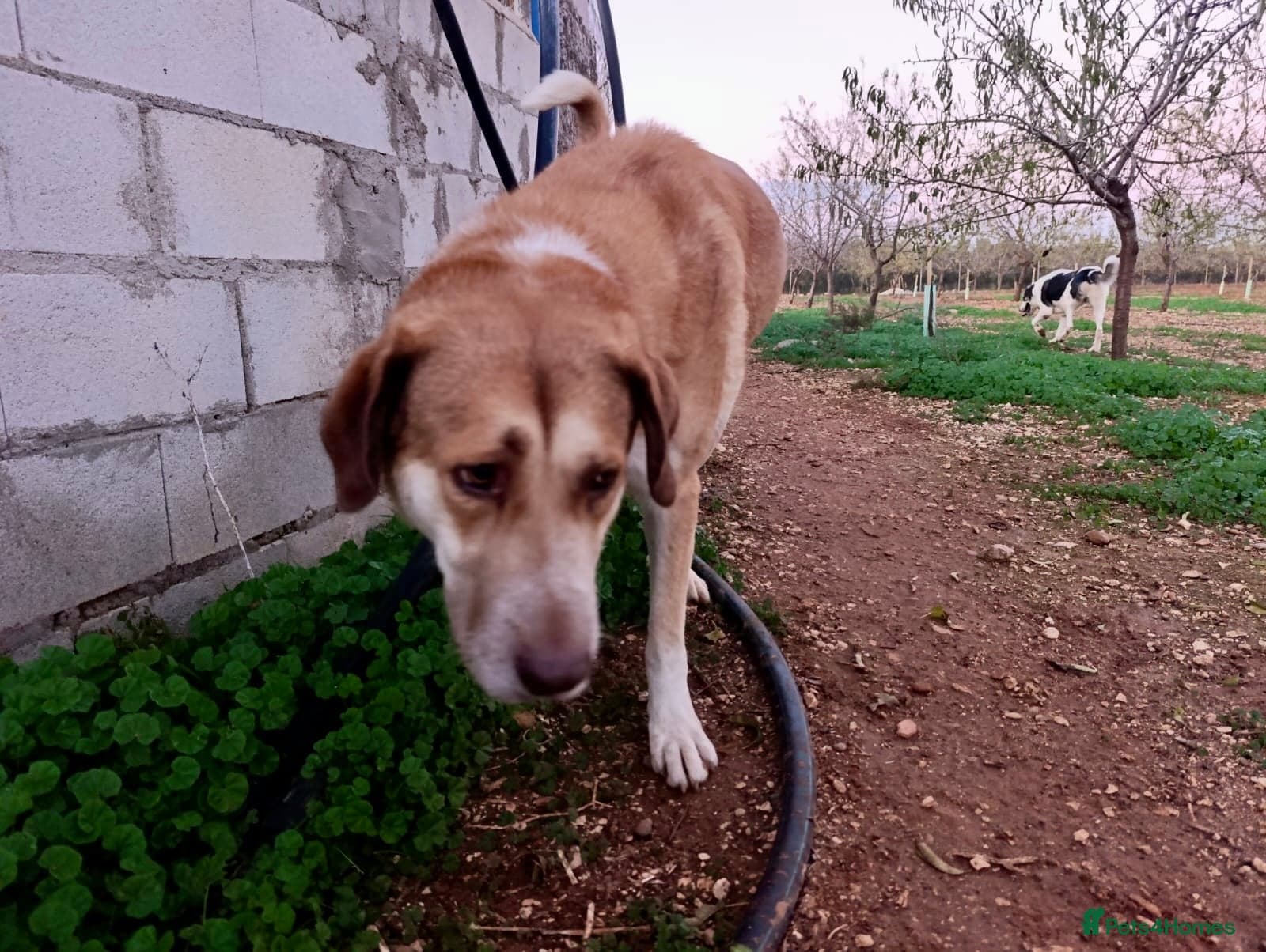 ️🚨URGENT FOSTER OR adopter needed. — Mixed Breed