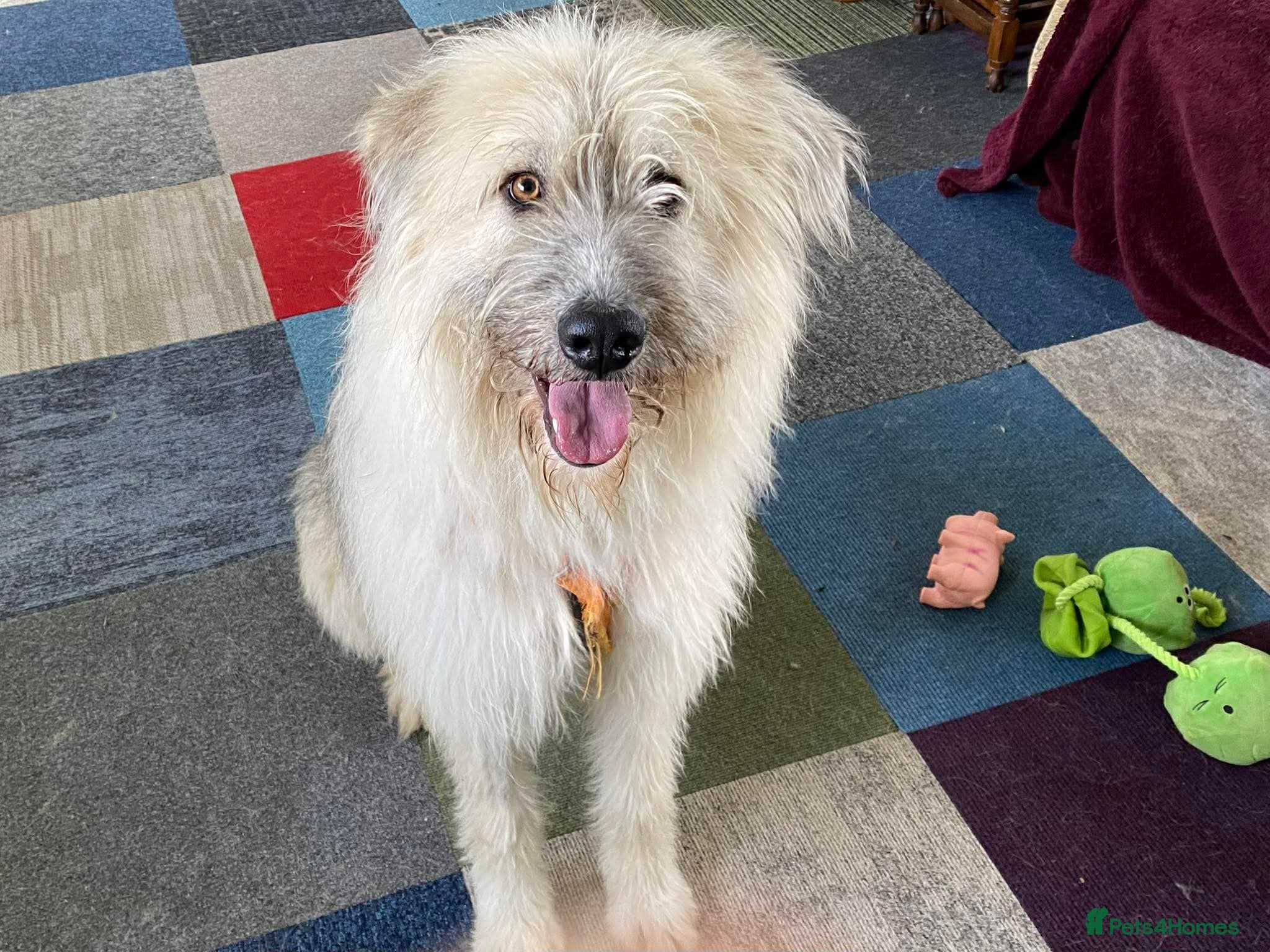 Molly - reserved — Mixed Breed