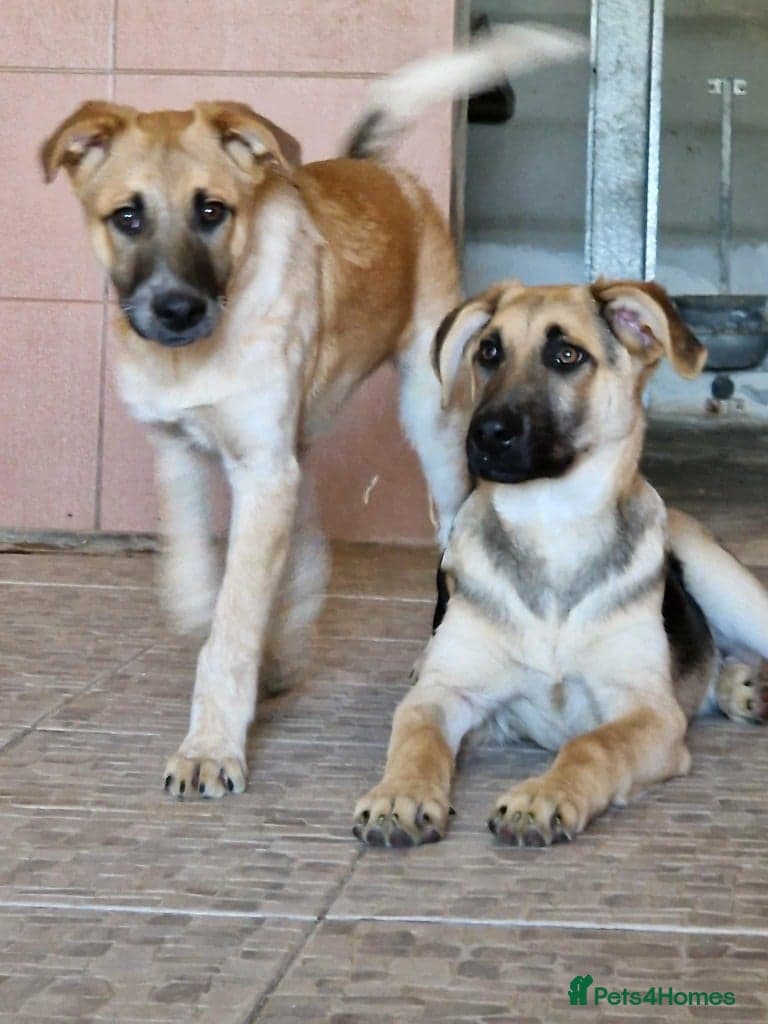 Magnificent Orion 6 moths old photo 4