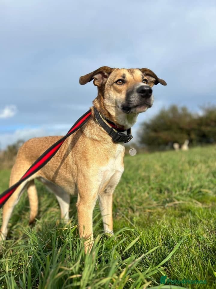 Sara - Norwich Norfolk photo 22