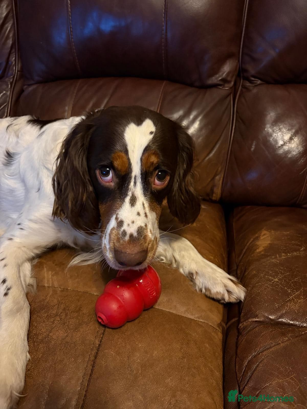 Tommy💙all heart, all energy, photo 15