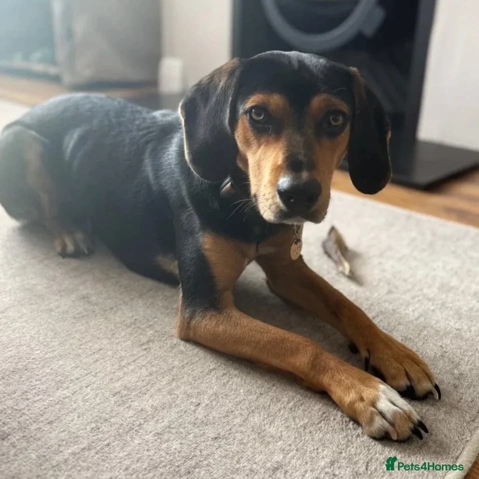 Ivan (Greek Harehound) photo 14