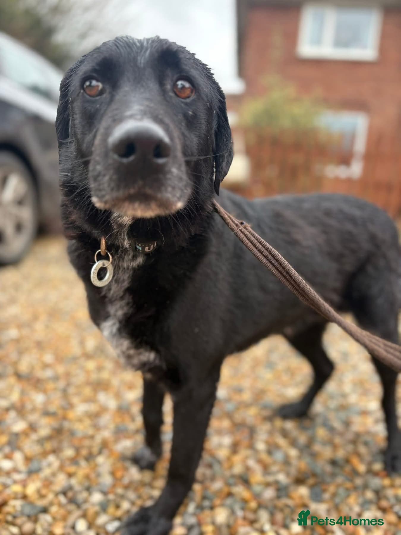 Merlin - Norwich Norfolk photo 2