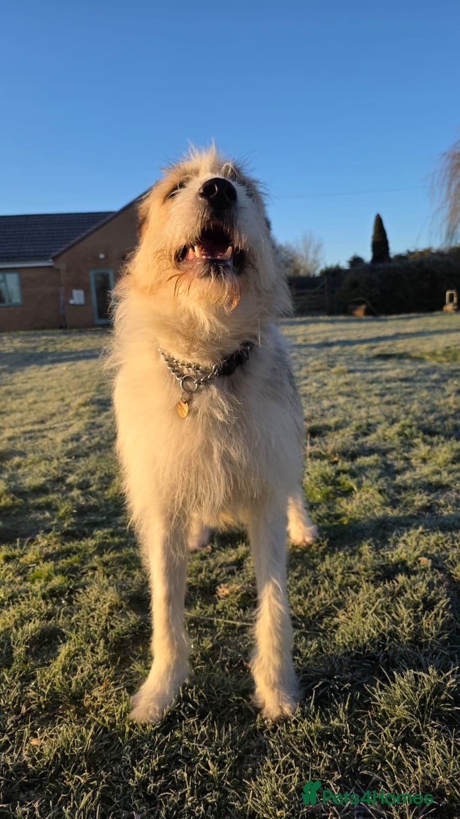 Hershey & Harley 💙 still Waiting photo 14