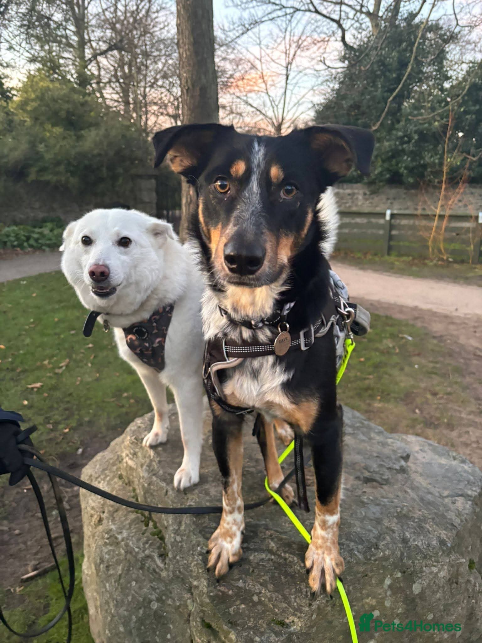 Meet Dave, currently residing in Aberdeen photo 4