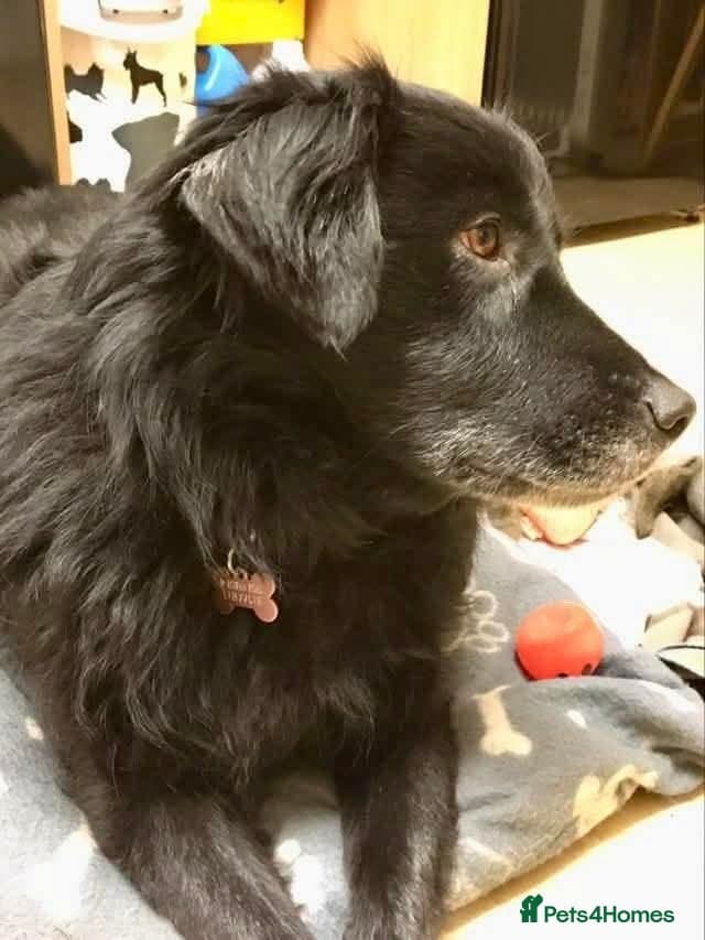 Meet Hera, currently residing in Middlesex photo 10