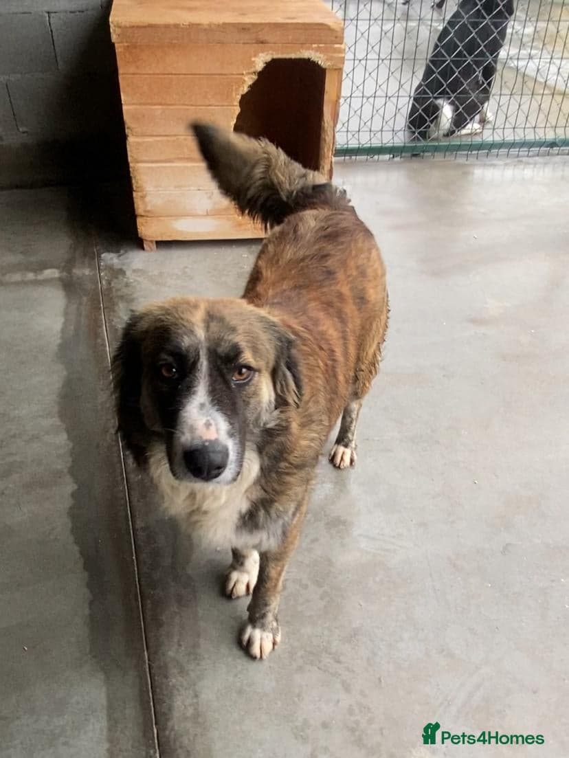 Kiki, 6 yrs approx. photo 2