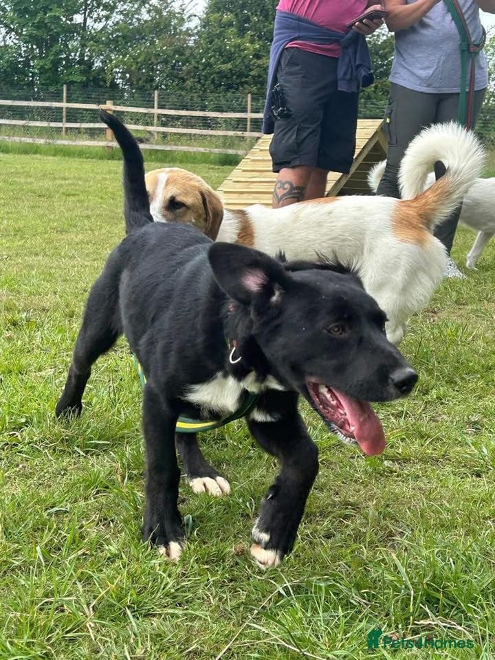 Barney - Norwich norfolk photo 24