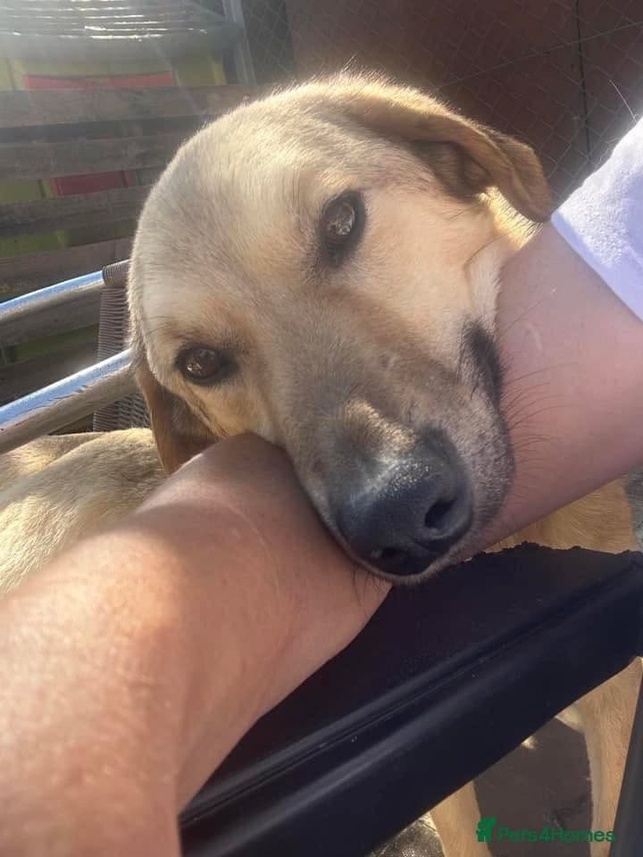 Pettern - Norwich Norfolk photo 36