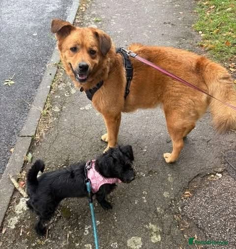 Rescue boy Mason photo 6