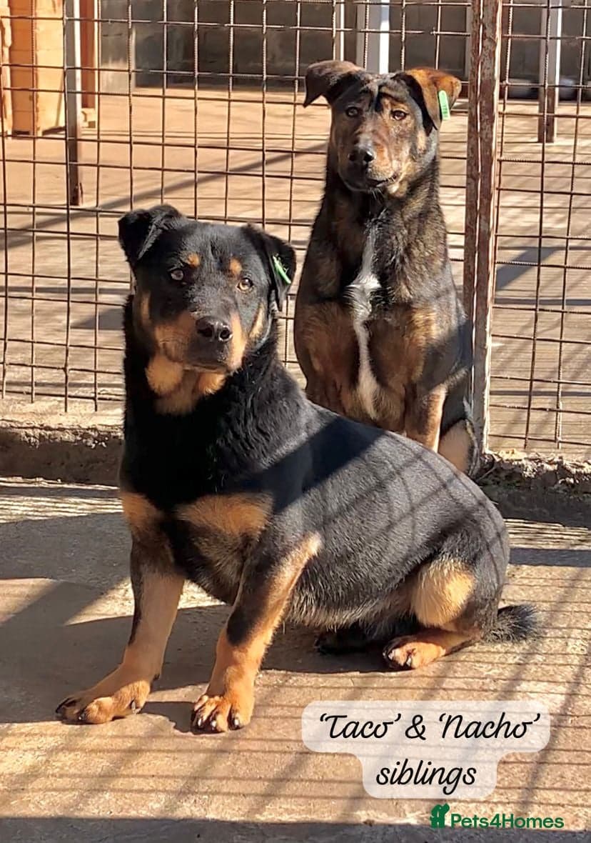 Taco, 10-12 months old. photo 18