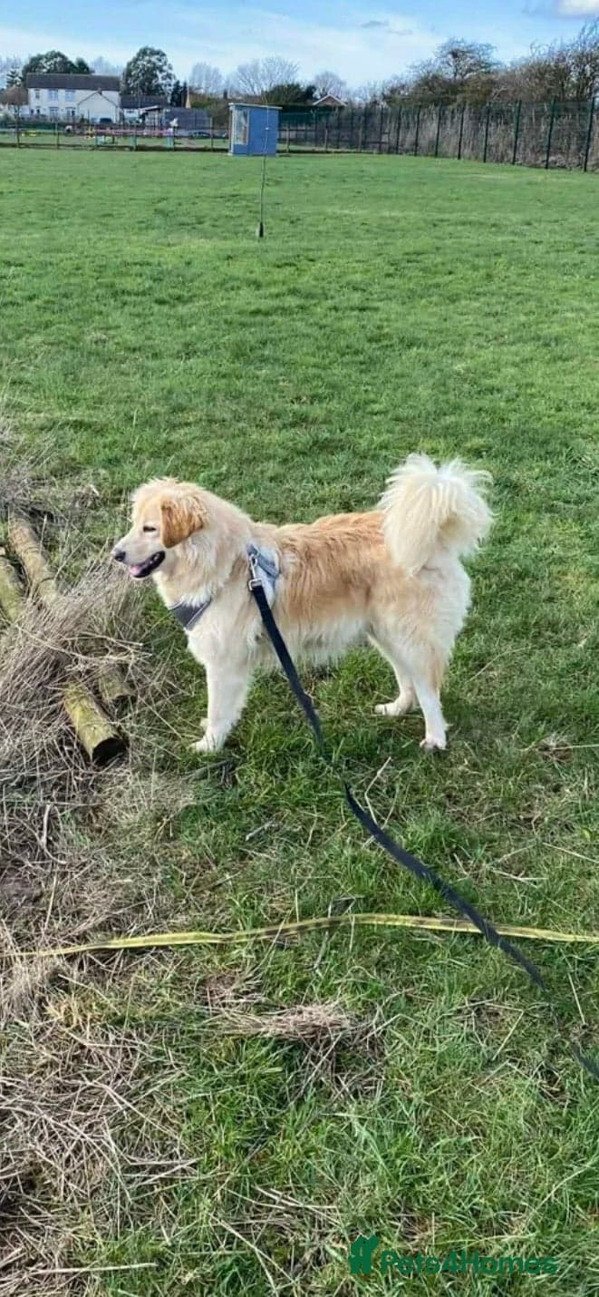 Perdita - now reserved photo 4